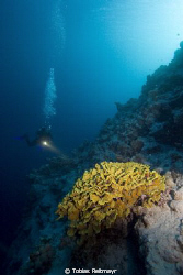 Salad coral with diver, outside Blue Hole, Dahab. Canon E... by Tobias Reitmayr 